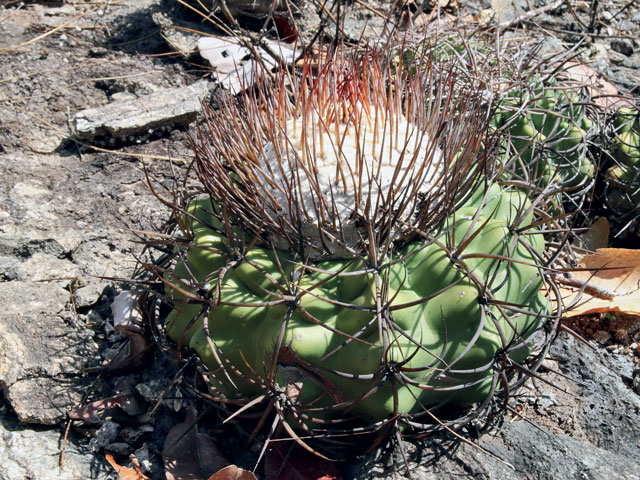 Kaktusy 2020|1 - d-cephaliaciculosus	