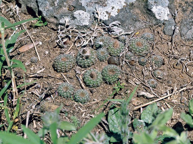 Kaktusy 2020|2 - f-pygmaea	
