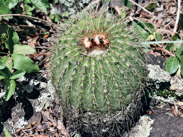 Kaktusy 2020|2 - n-claviceps	