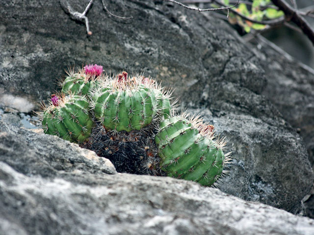 Kaktusy 2020|2 - t-tepelmemensis	