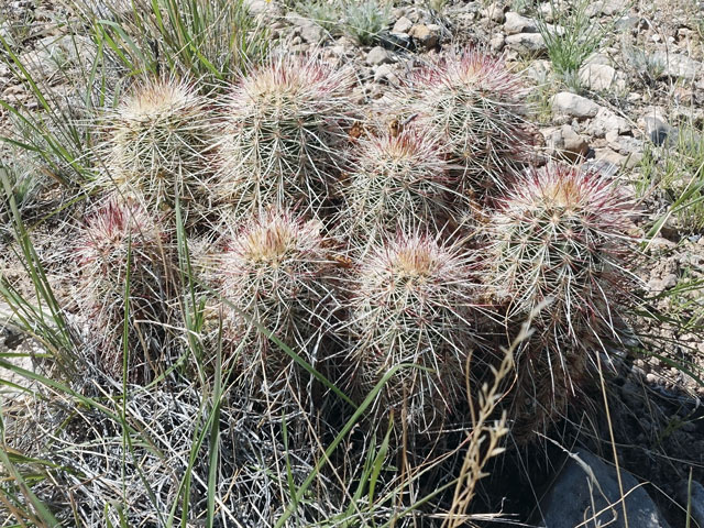 Kaktusy 2020|3 - e-chloranthus	