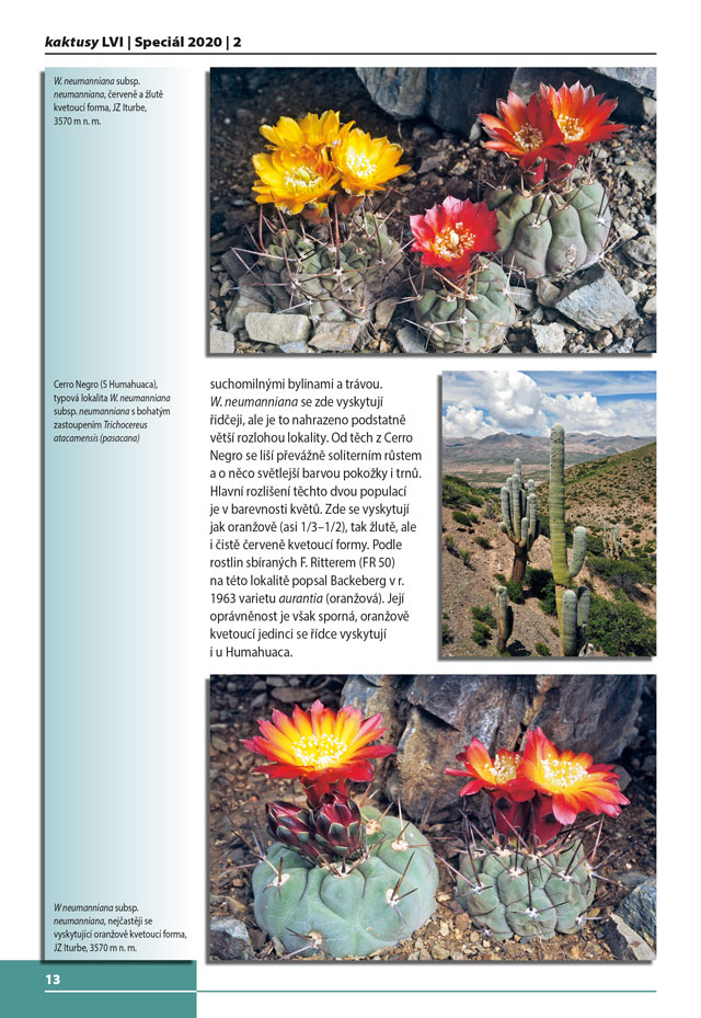 Kaktusy speciál 2020|2 - strana 13	