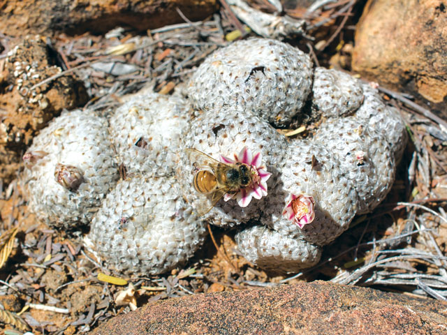 k-0124-mammillaria