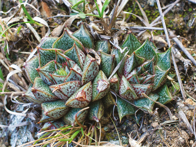 02-24 echeveria