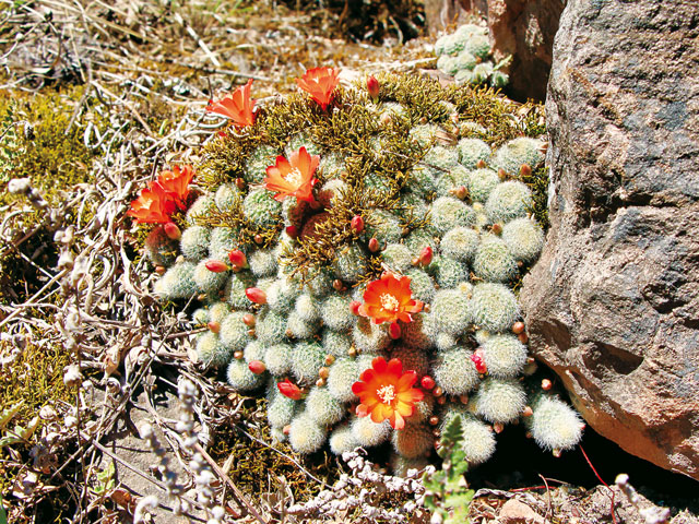 02-24 rebutia