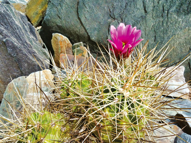 02-24 echinocereus