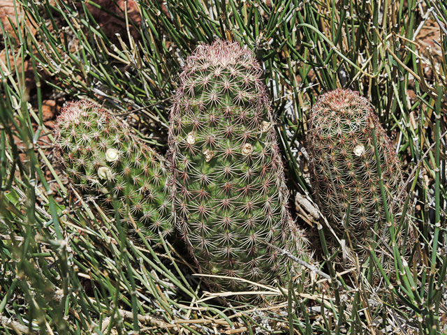 echinocereus