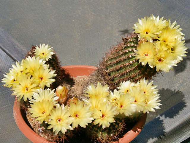 notocactus