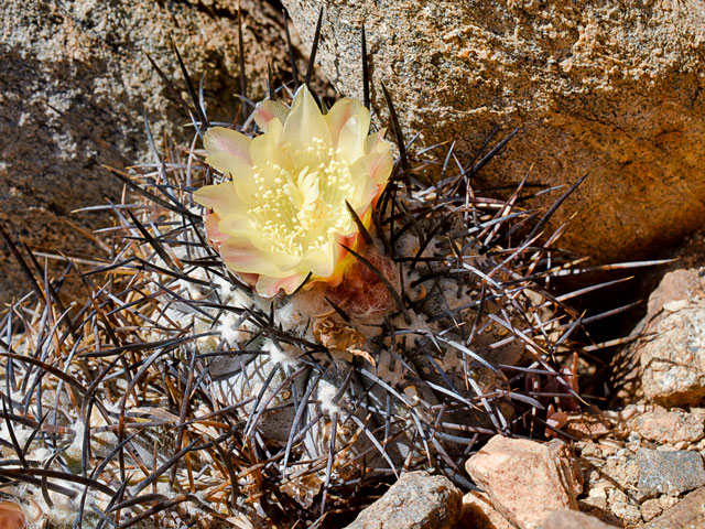 copiapoa