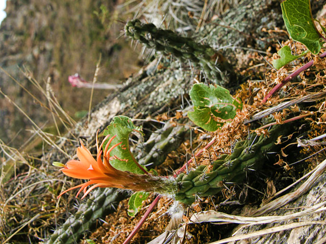 borzicactus