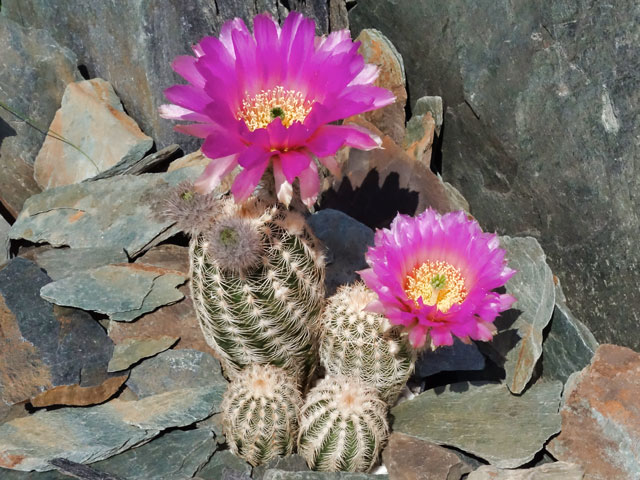 k-0424-echinocereus	