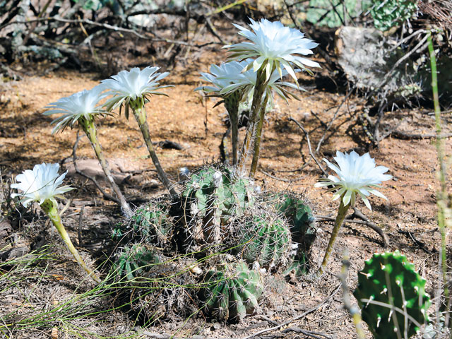 k-0424-echinopsis	