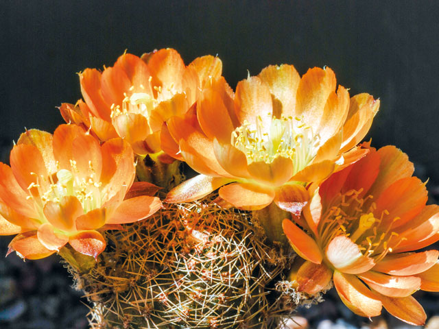 k-0424-rebutia	