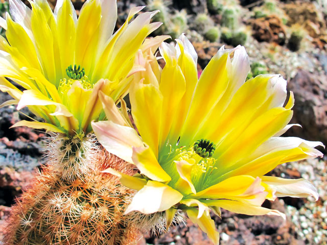 Echinocereus dasyacanthus