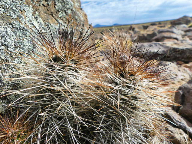 Austrocactus nirecoensis