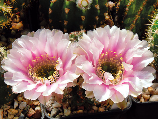 Echinopsis cv. ’Oskar Smrz’