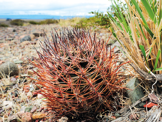 Pyrrhocactus straussianus 2