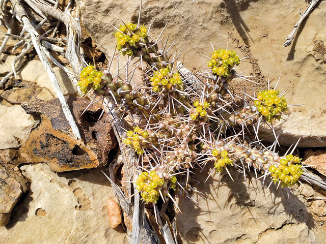 Euphorbia xylacantha