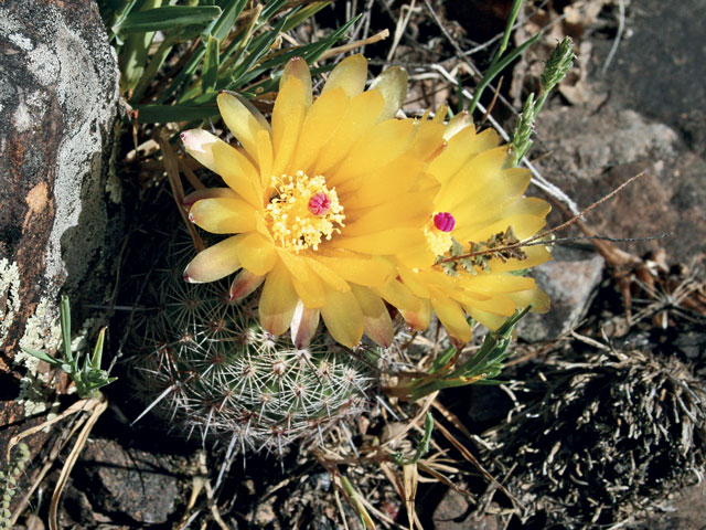 Kaktusy 2020|1 - n-muller-melchersii	