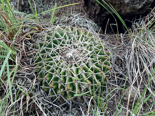 Kaktusy 2020|1 - w-gladiata	