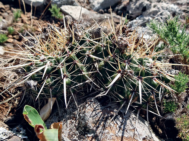Kaktusy 2020|2 - n-mammulosus	